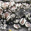 Lecanora fugiens